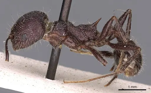 Veromessor andrei - CASENT0900462