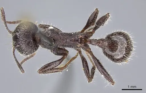 Veromessor andrei - CASENT0919790