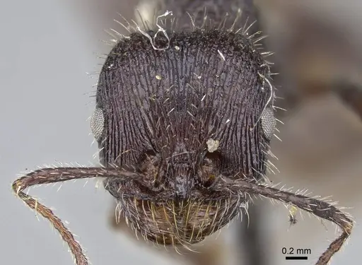 Veromessor andrei - CASENT0919790