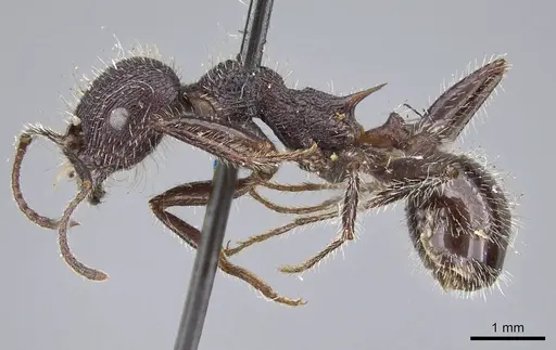 Veromessor andrei - CASENT0919790