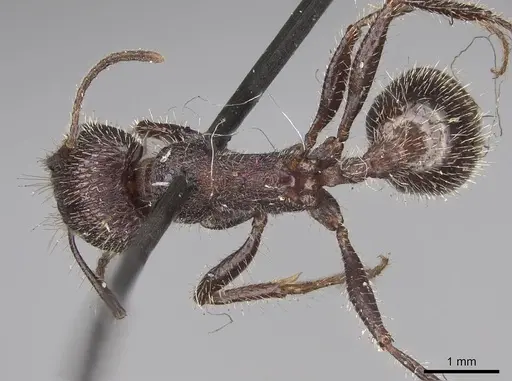 Veromessor andrei - CASENT0923122