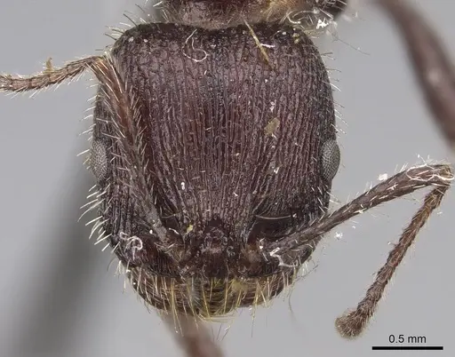 Veromessor andrei - CASENT0923122