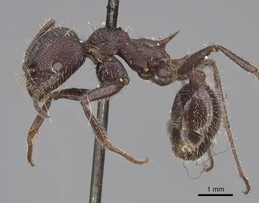 Veromessor andrei - CASENT0923122