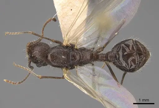 Veromessor andrei - CASENT0923132