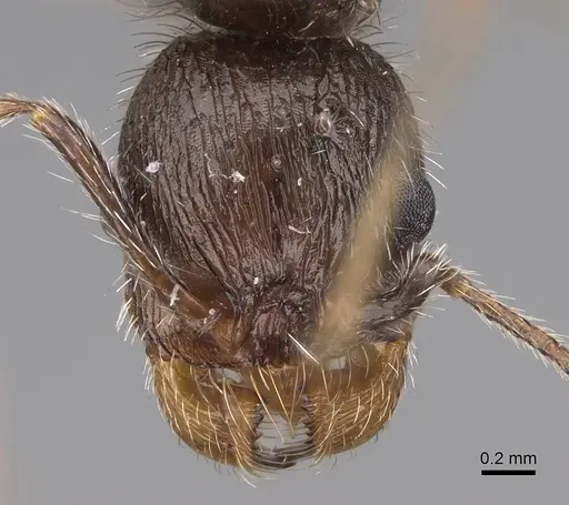 Veromessor andrei - CASENT0923132