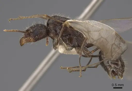 Veromessor andrei - CASENT0923132