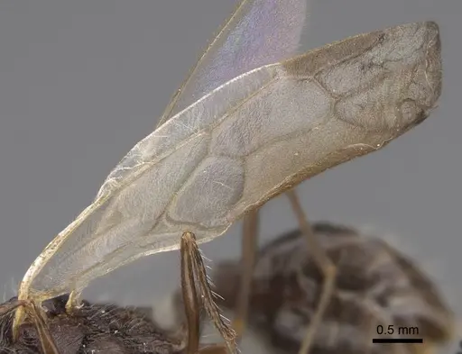 Veromessor andrei - CASENT0923132