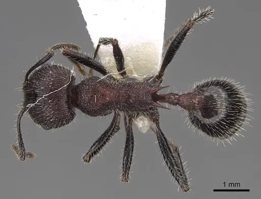 Veromessor andrei - CASENT0923133