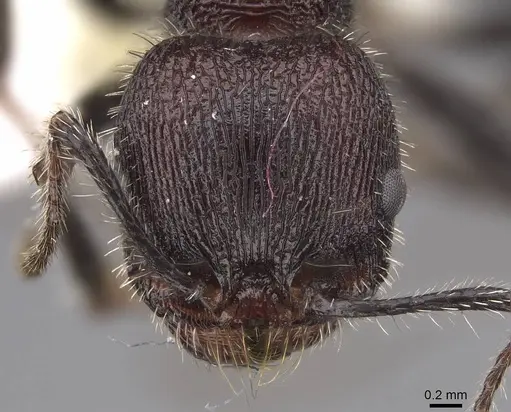 Veromessor andrei - CASENT0923133