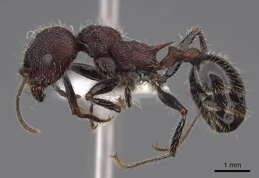 Veromessor andrei - CASENT0923133