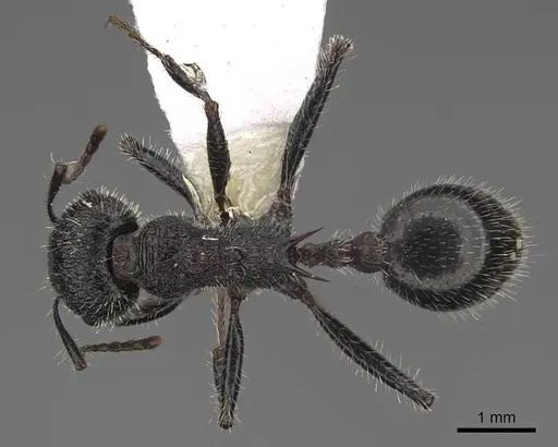 Veromessor andrei - CASENT0923134