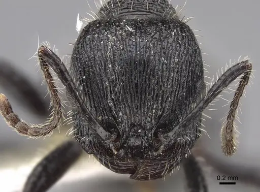 Veromessor andrei - CASENT0923134