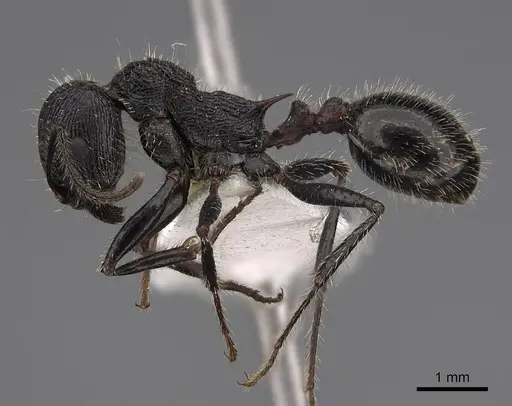 Veromessor andrei - CASENT0923134