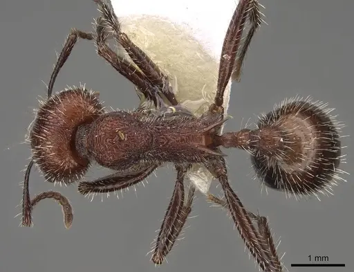 Veromessor andrei - CASENT0923135