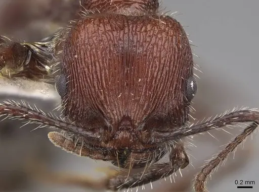 Veromessor andrei - CASENT0923135