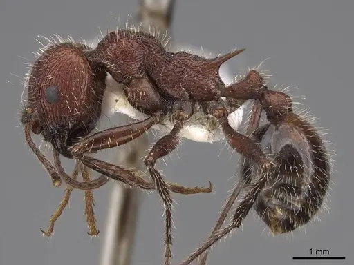 Veromessor andrei - CASENT0923135