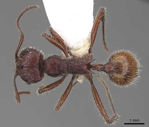 Veromessor andrei - CASENT0923136