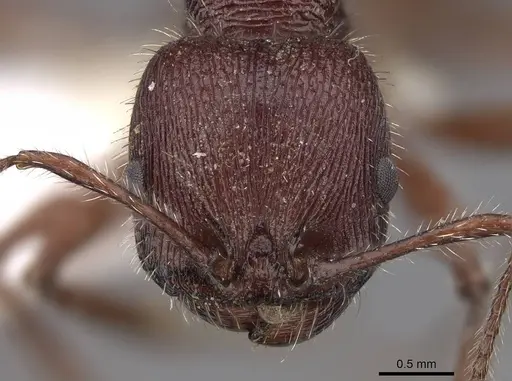 Veromessor andrei - CASENT0923136