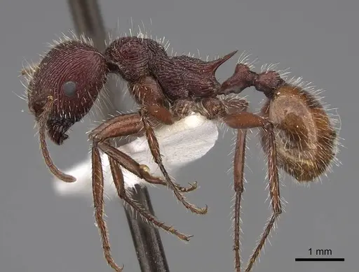 Veromessor andrei - CASENT0923136