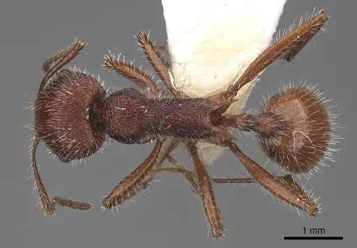 Veromessor andrei - CASENT0923137