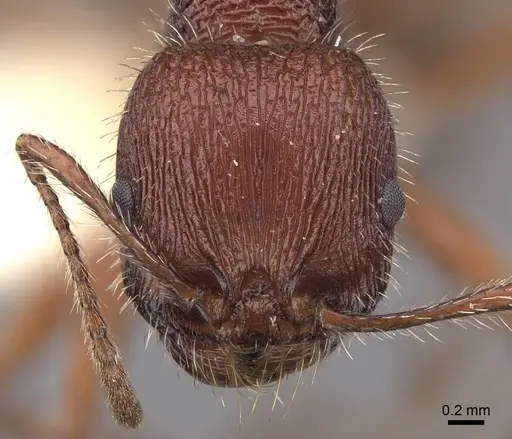 Veromessor andrei - CASENT0923137