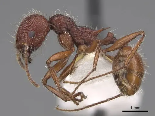 Veromessor andrei - CASENT0923137