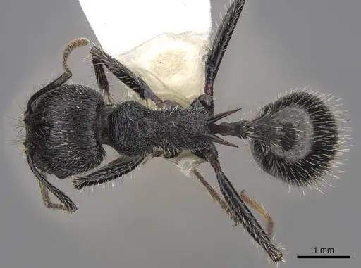 Veromessor andrei - CASENT0923138