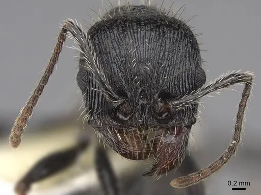 Veromessor andrei - CASENT0923138