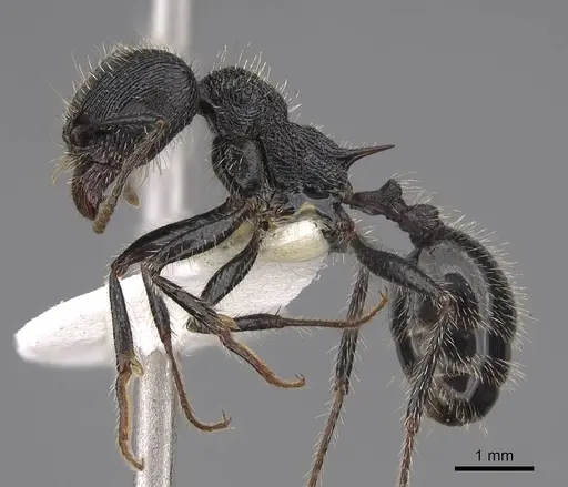 Veromessor andrei - CASENT0923138