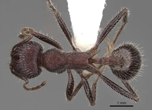 Veromessor andrei - CASENT0923139