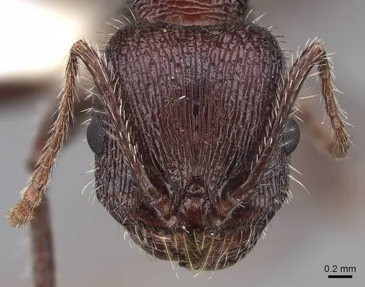 Veromessor andrei - CASENT0923139