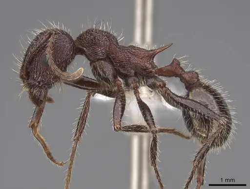 Veromessor andrei - CASENT0923139