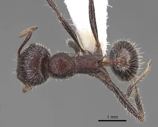 Veromessor andrei - CASENT0923140