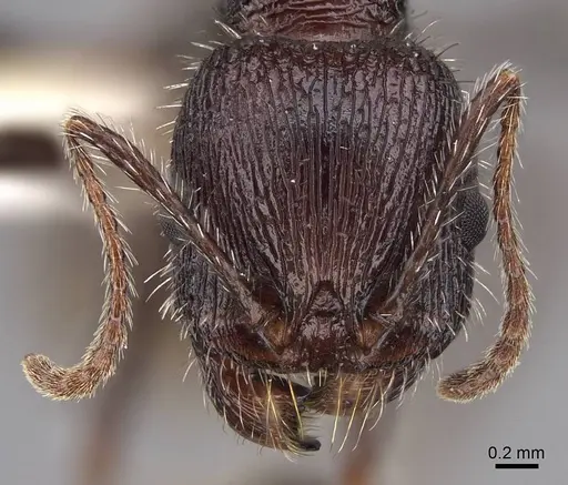 Veromessor andrei - CASENT0923140