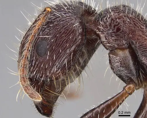 Veromessor andrei - CASENT0923140