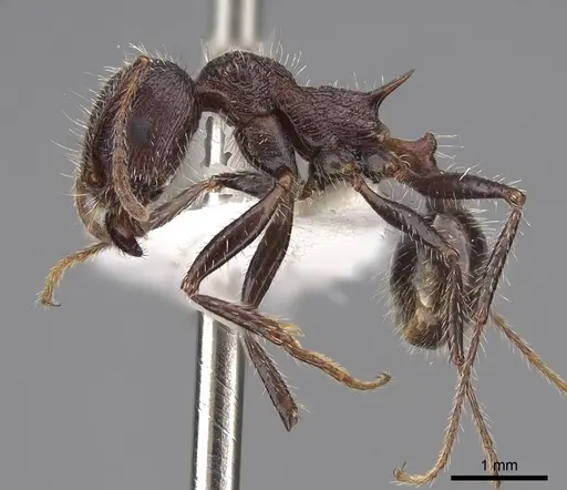 Veromessor andrei - CASENT0923140