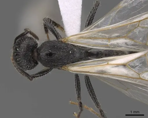 Veromessor andrei - CASENT0923141