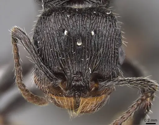 Veromessor andrei - CASENT0923141