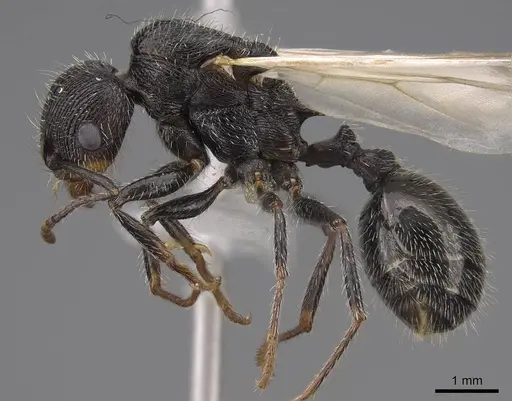 Veromessor andrei - CASENT0923141