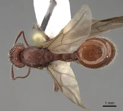 Veromessor andrei - CASENT0923142