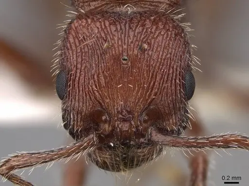 Veromessor andrei - CASENT0923142