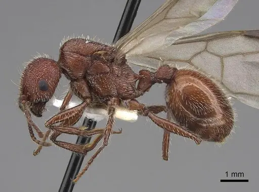 Veromessor andrei - CASENT0923142