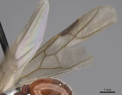 Veromessor andrei - CASENT0923142