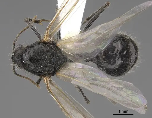 Veromessor andrei - CASENT0923143