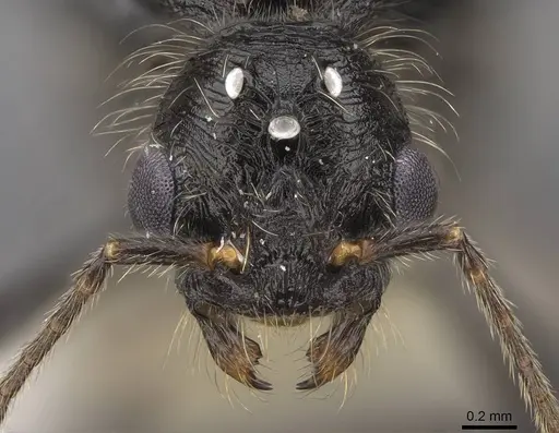 Veromessor andrei - CASENT0923143