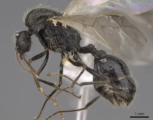 Veromessor andrei - CASENT0923143