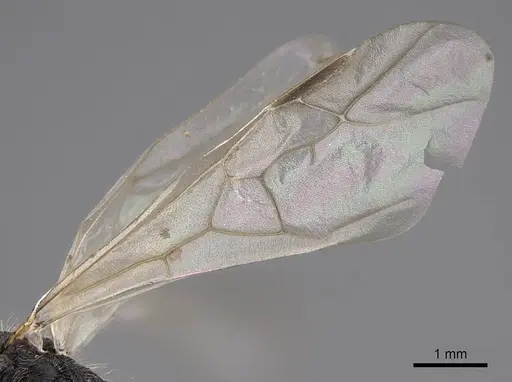 Veromessor andrei - CASENT0923143