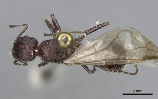 Veromessor andrei - CASENT8375332