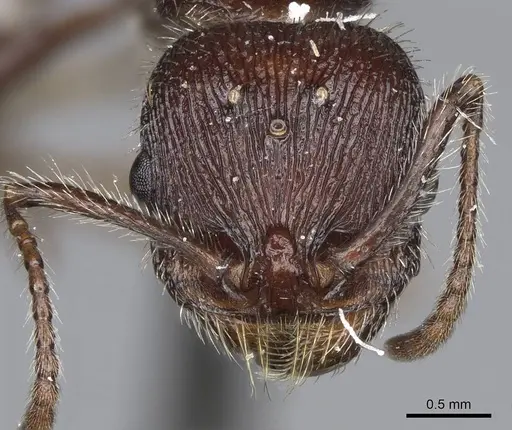 Veromessor andrei - CASENT8375332