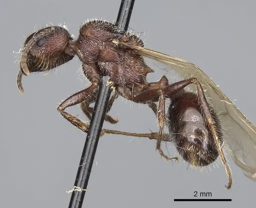 Veromessor andrei - CASENT8375332